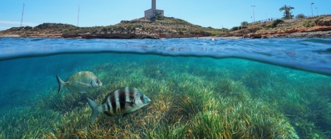 Diving in Cabo de Palos Diving in Cabo de Palos