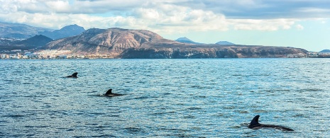 Dolphins near the coast in Tenerife, Canary Islands Dolphins near the coast in Tenerife, Canary Islands