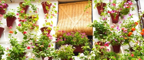 Festival of the Courtyards in Cordoba Festival of the Courtyards in Cordoba