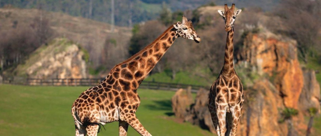 Giraffes in the Cabárceno Nature Park Giraffes in the Cabárceno Nature Park