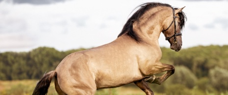 Purebread spanish horse Purebread spanish horse
