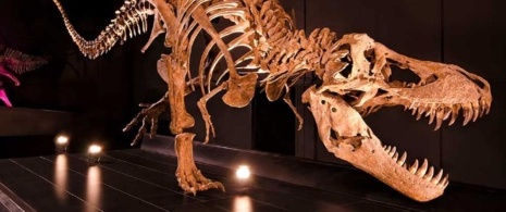 Tyrannosaurus Rex Museo Paleontológico de Teruel Tyrannosaurus Rex Museo Paleontológico de Teruel