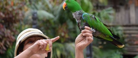 Loro Park in Tenerife, Canary Islands Loro Park in Tenerife, Canary Islands