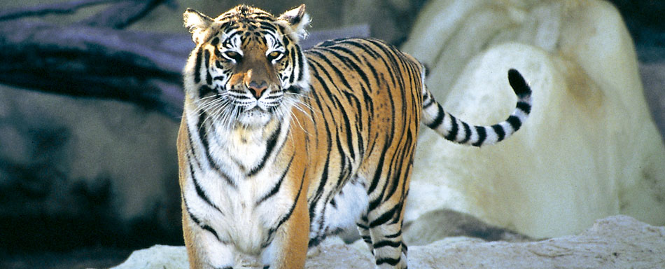 Tigre no Loro Parque. Puerto de la Cruz Tigre no Loro Parque. Puerto de la Cruz