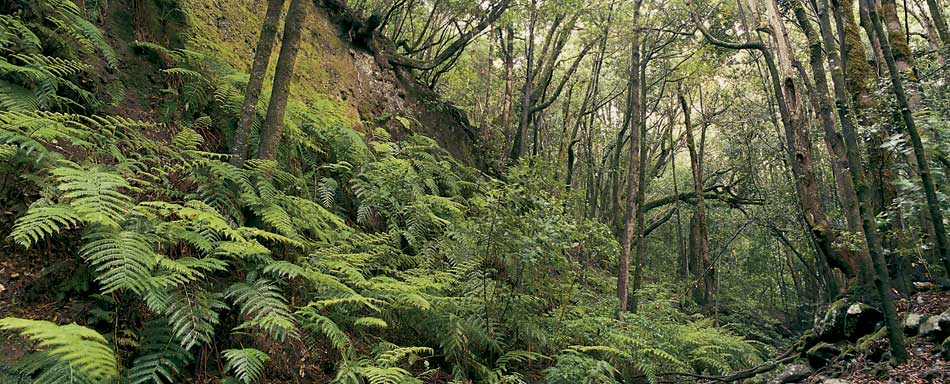 Bosque no Parque Nacional de Garajonay Bosque no Parque Nacional de Garajonay