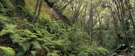 Bosque no Parque Nacional de Garajonay Bosque no Parque Nacional de Garajonay