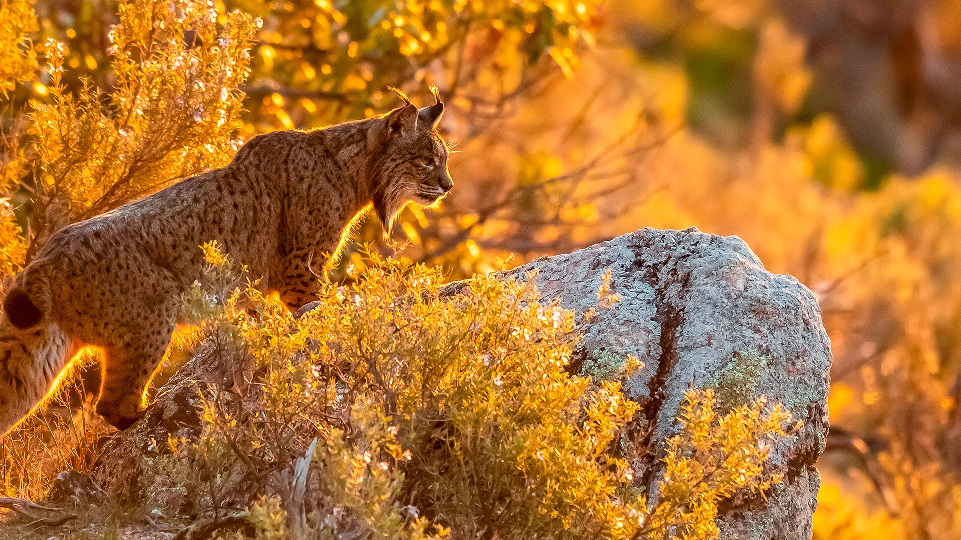 Are you thinking about a wildlife-spotting safari? You can see these animals in Spain
