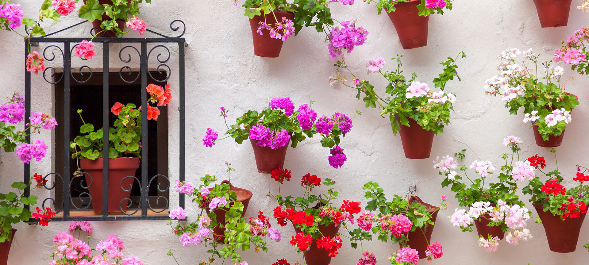 Flores en Córdoba