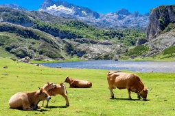 Cows grazing by Lake Ercina in Covadonga