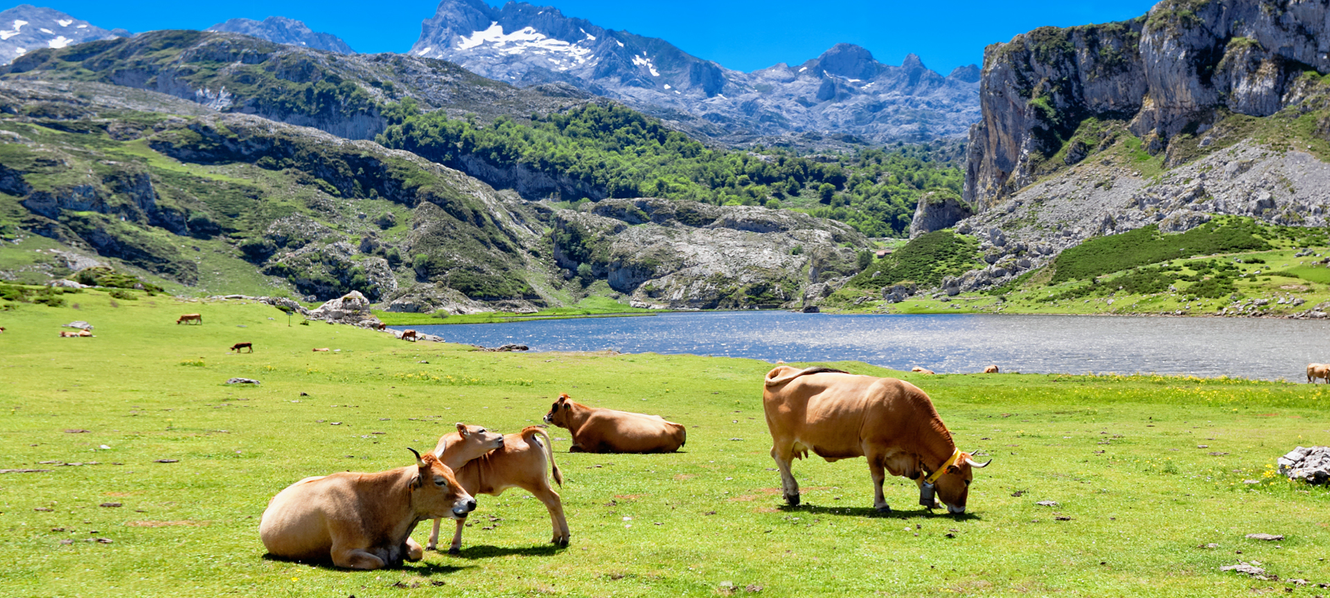 Des vaches paissent près du lac Ercina à Covadonga Des vaches paissent près du lac Ercina à Covadonga