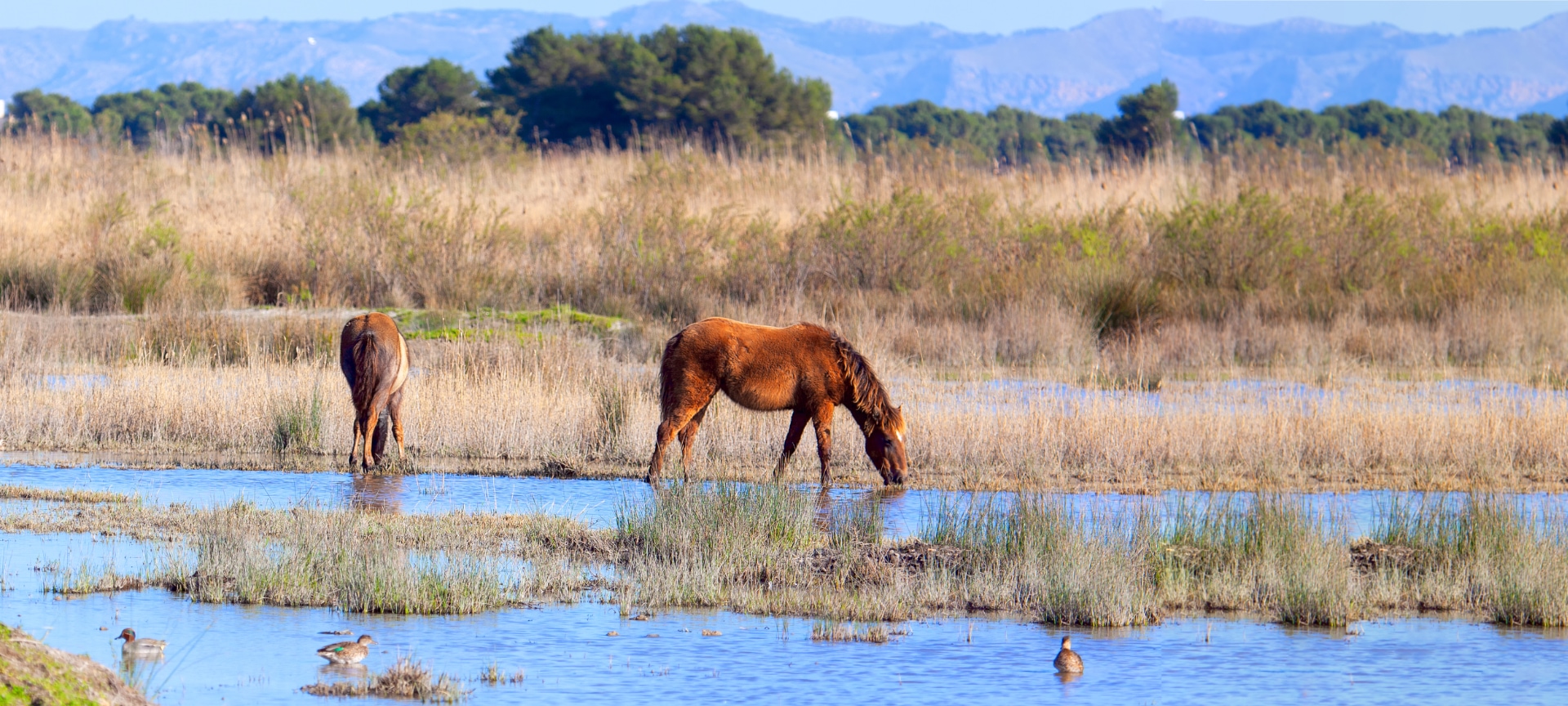 Konie pasące się na Obszarze Chronionego Krajobrazu Albufera de Mallorca, Baleary