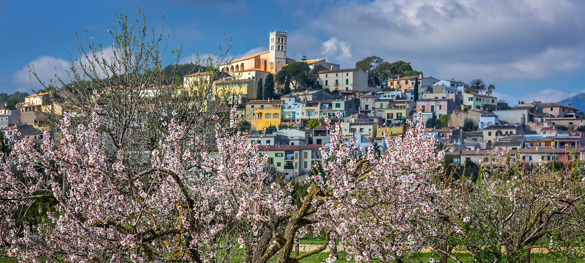 Blossoming in the village of Selva in Majorca, Balearic Islands
