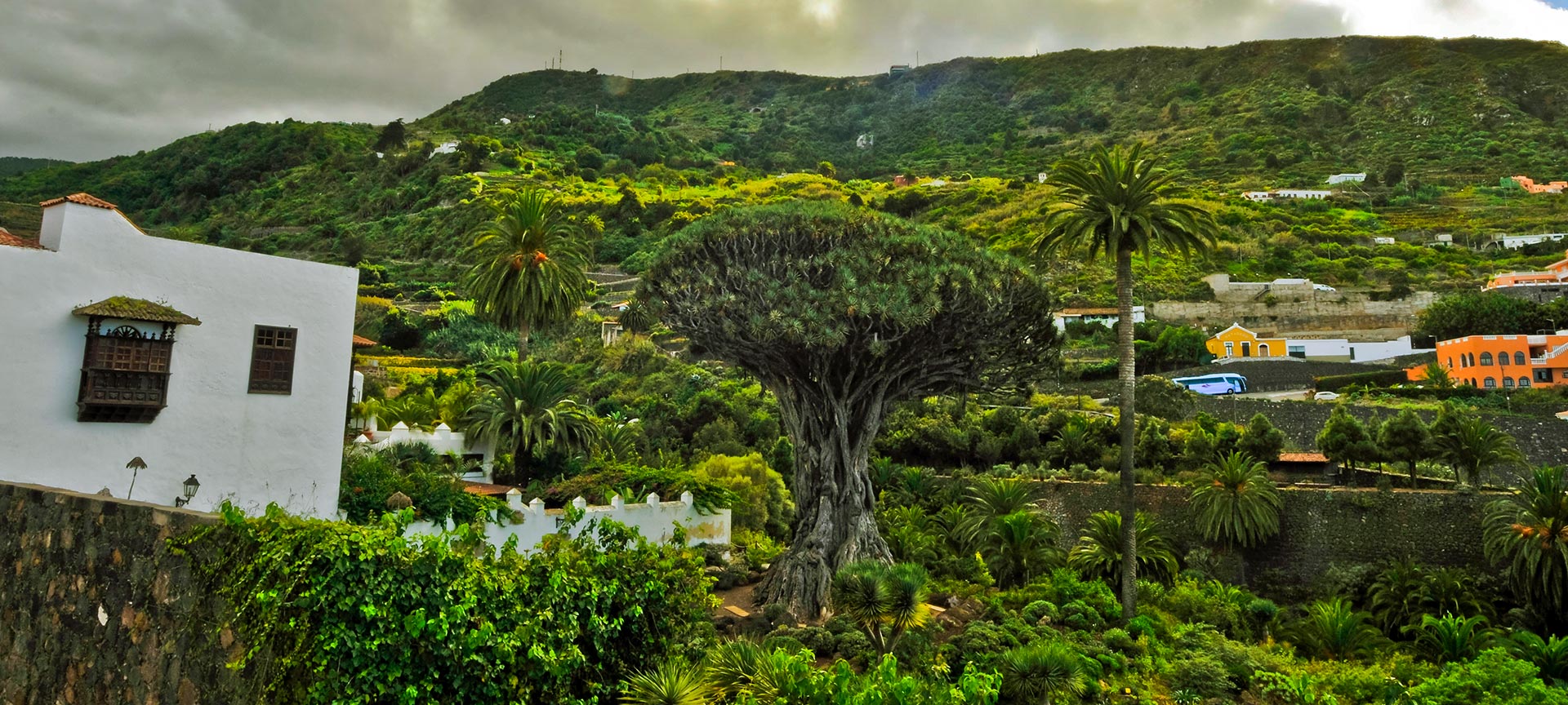 Der Uralte Drachenbaum in Icod de los Vinos auf Teneriffa (Kanarische Inseln)