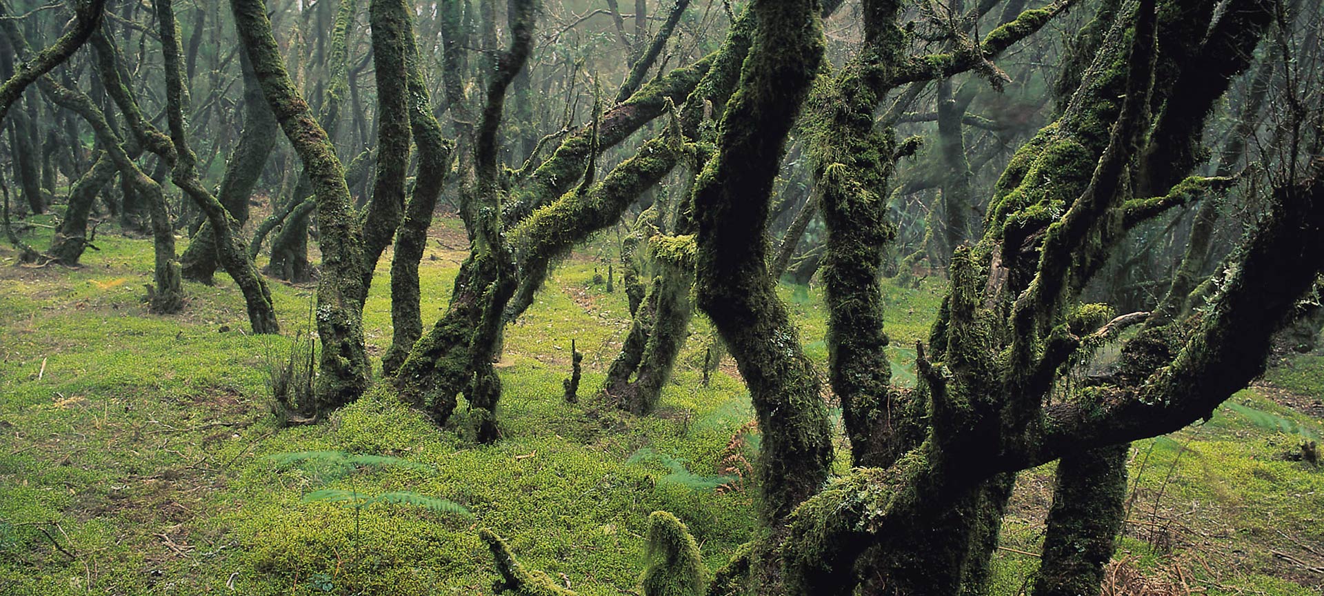 Bosco nel Parco Nazionale di Garajonay. La Gomera