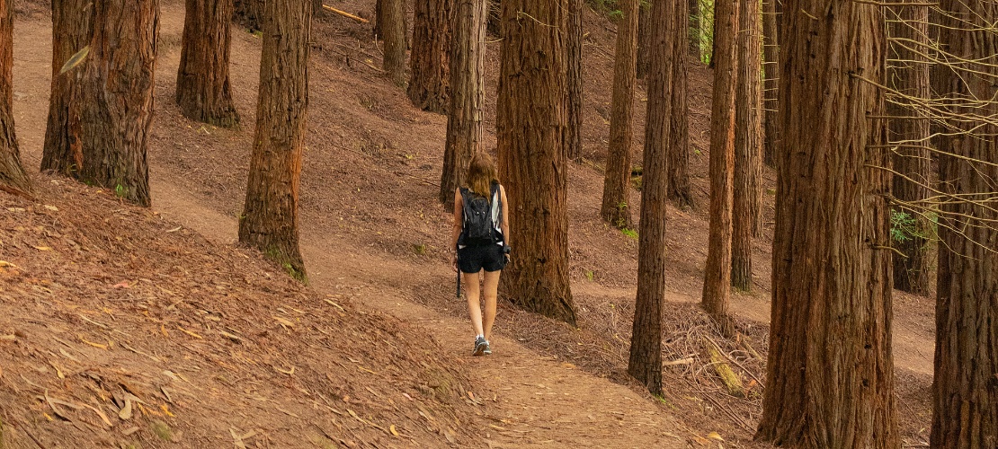 Une femme marche dans la forêt de séquoias du mont Cabezón, en Cantabrie Une femme marche dans la forêt de séquoias du mont Cabezón, en Cantabrie