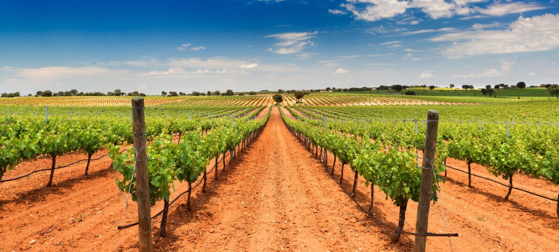 View of the vineyards of Bodegas Fontana in Fuente de Pedro Naharro, Cuenca