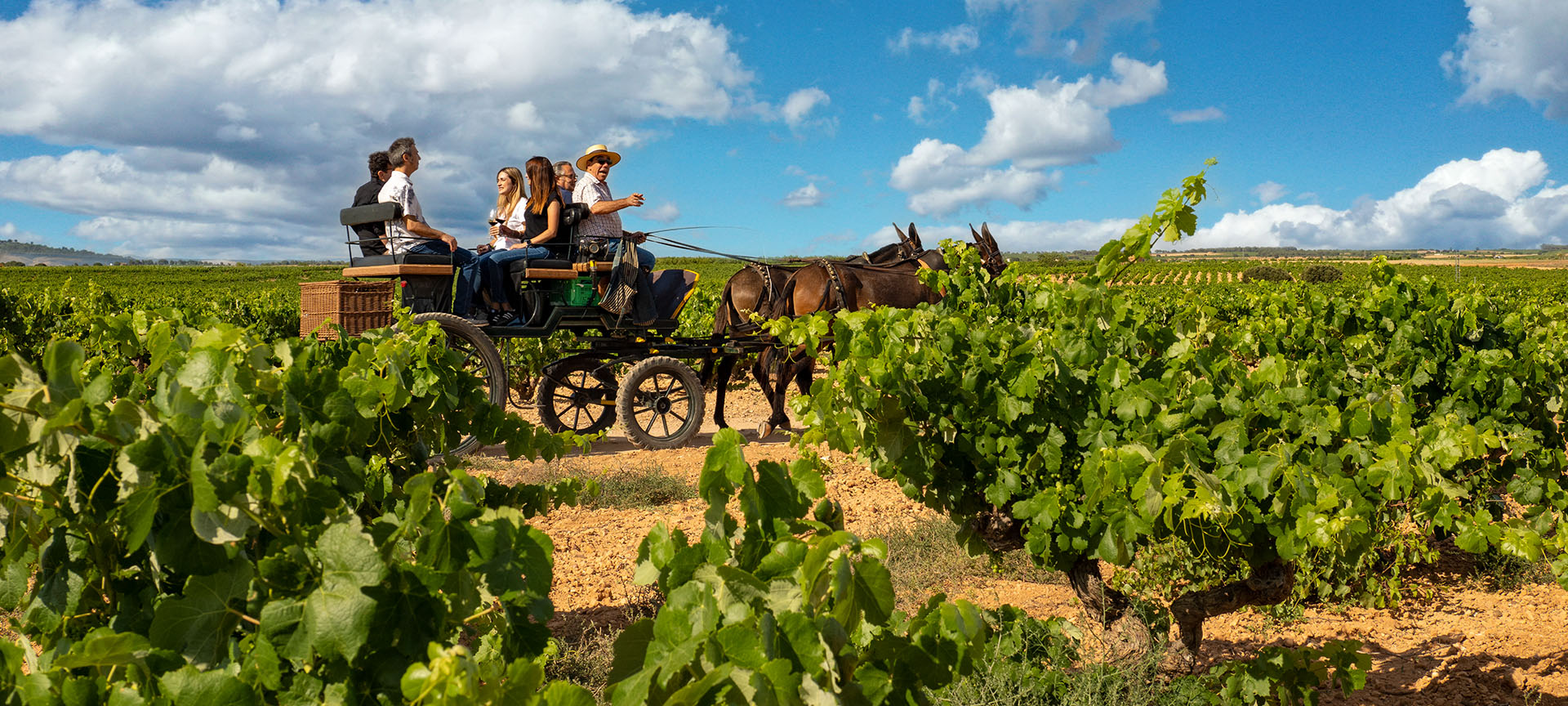 Weinberg an der Weinstraße La Manchuela, Kastilien-La-Mancha