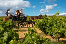 Vineyard on the wine route of La Manchuela, Castile La-Mancha