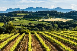 Rota do Vinho de Penedès