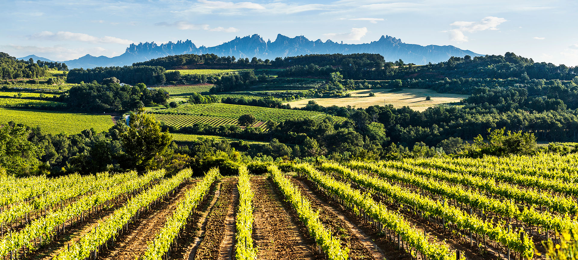 Penedès Wine Route