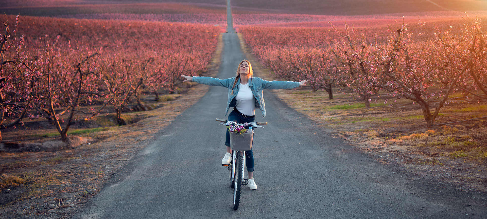 Turista in bicicletta che attraversa i campi di ciliegi in fiore a Lleida, Catalogna Turista in bicicletta che attraversa i campi di ciliegi in fiore a Lleida, Catalogna