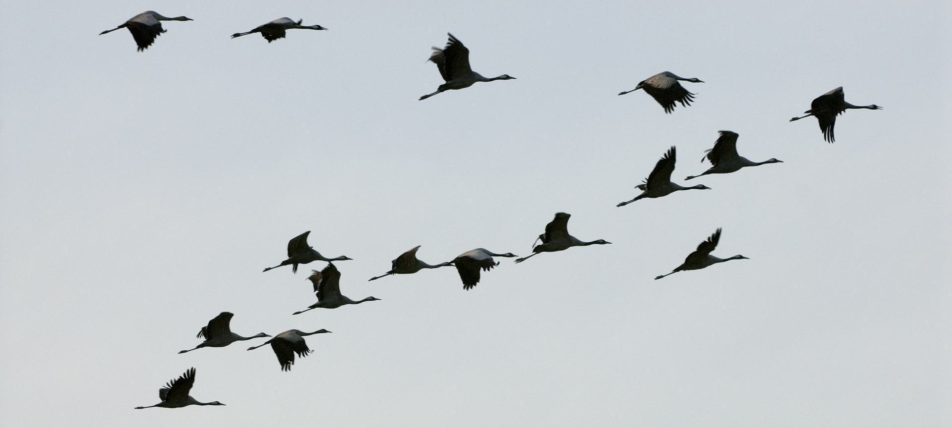 Kraniche auf der Internationalen Messe für Ornithologietourismus