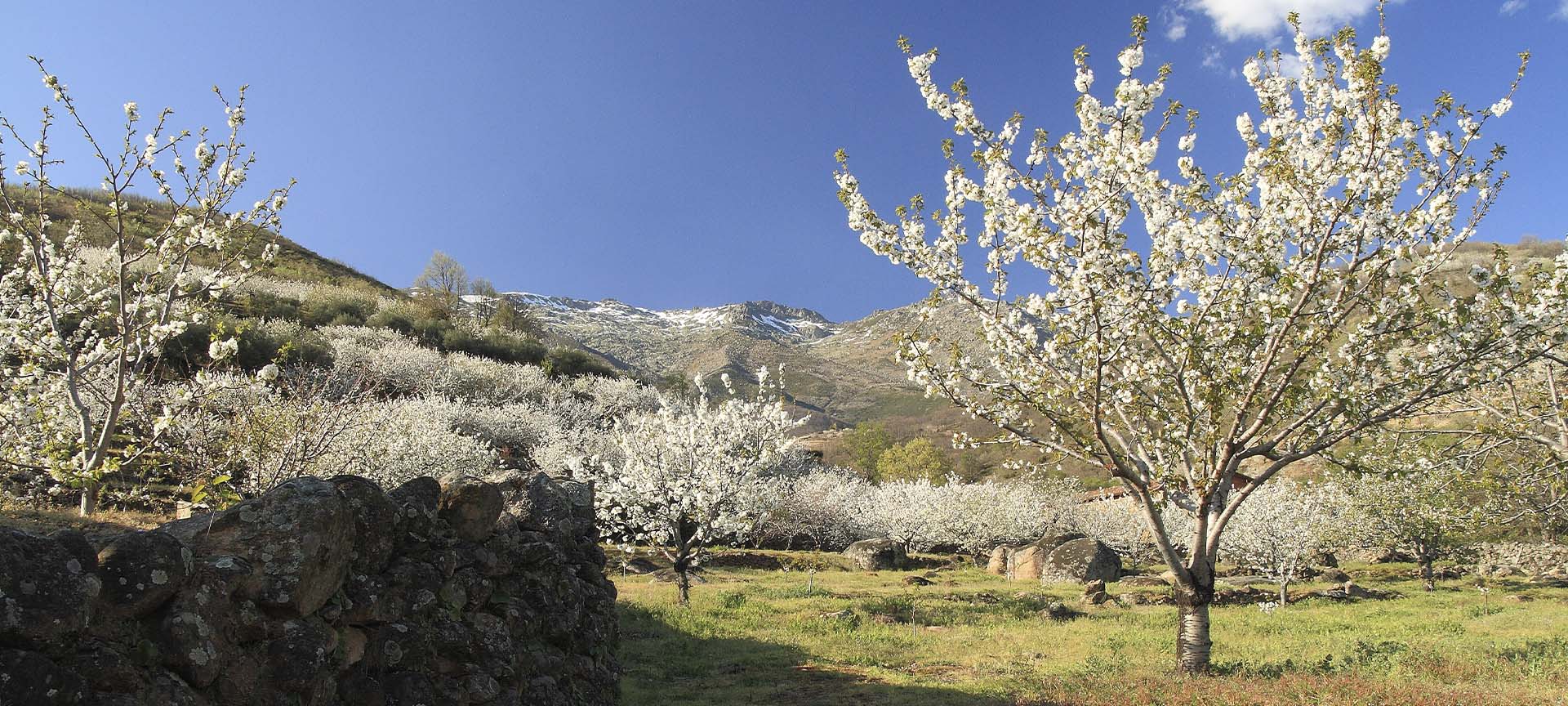 Kwitnące drzewa wiśniowe w Valle del Jerte, Cáceres (Estremadura) Kwitnące drzewa wiśniowe w Valle del Jerte, Cáceres (Estremadura)