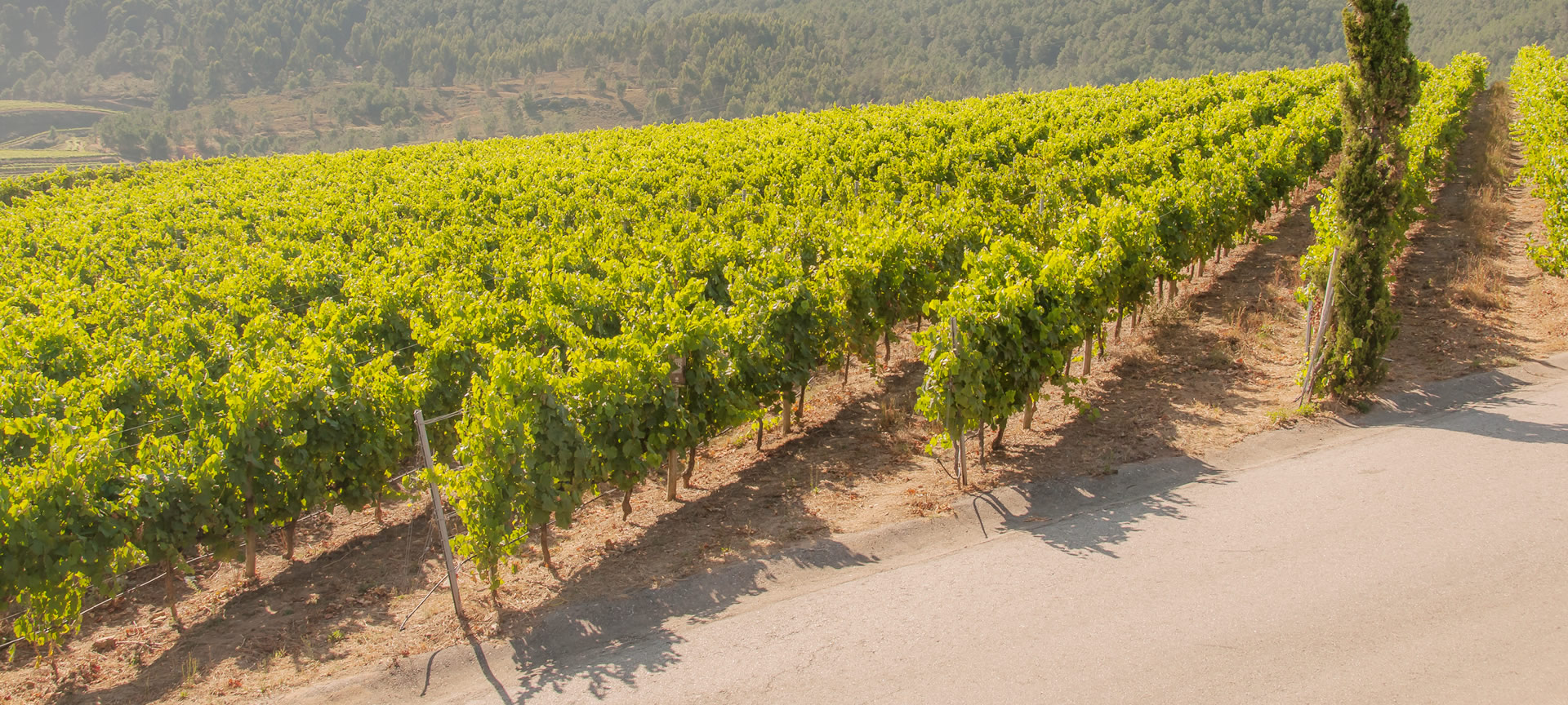 Vigneti della regione delle Rías Baixas a Pontevedra, Galizia