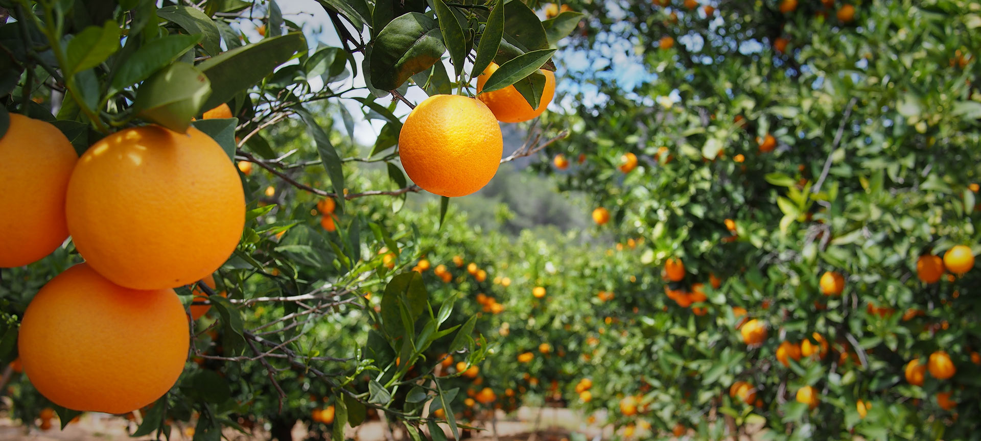 Pomar de laranjeiras em Valência Pomar de laranjeiras em Valência