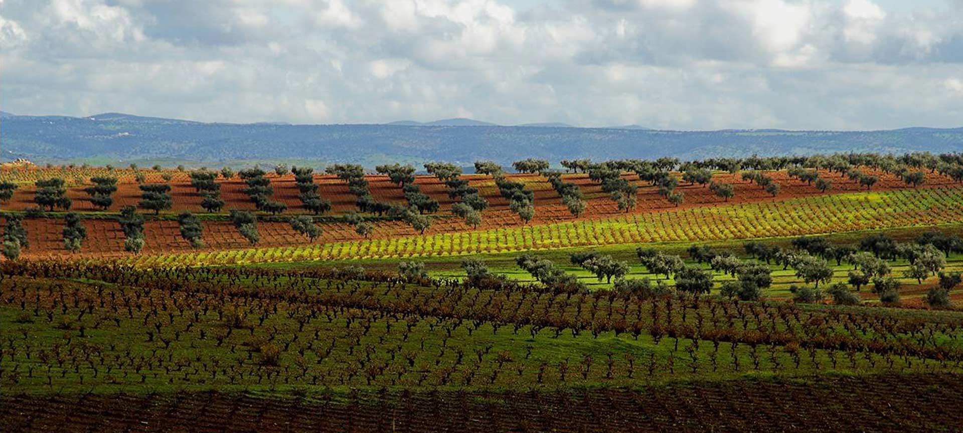 Paesaggio dell'Itinerario enoturistico e del Cava Ribera del Guadiana