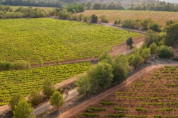 Bullas Wine Route