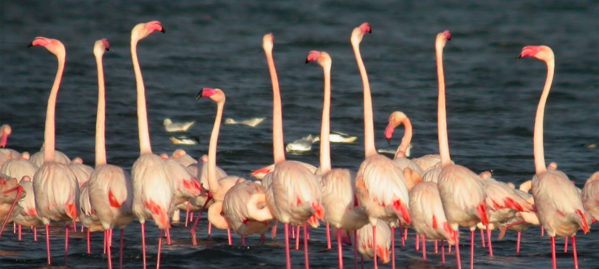 Parc naturel des Lagunes de la Mata et Torrevieja