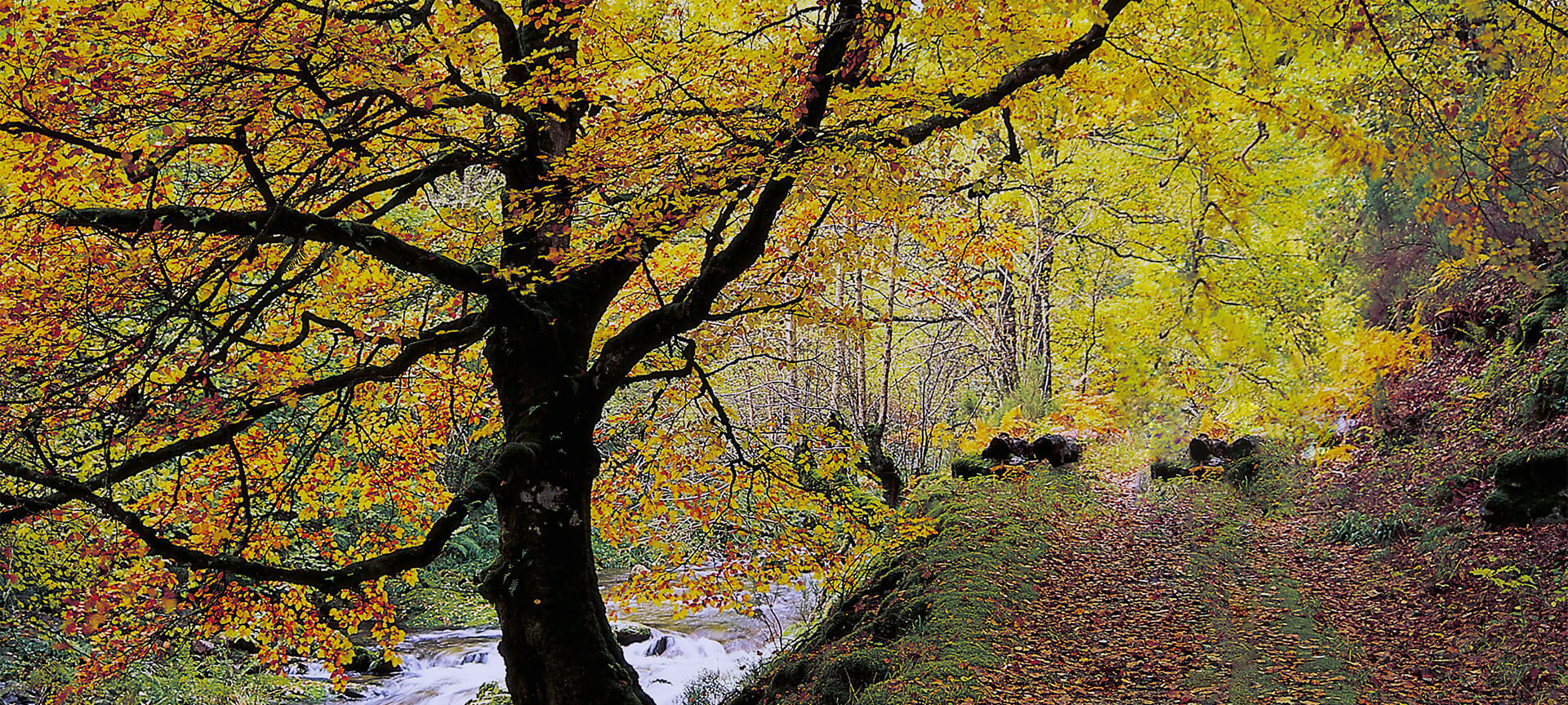 Bosque de Muniellos en Cangas de Narcea Bosque de Muniellos en Cangas de Narcea