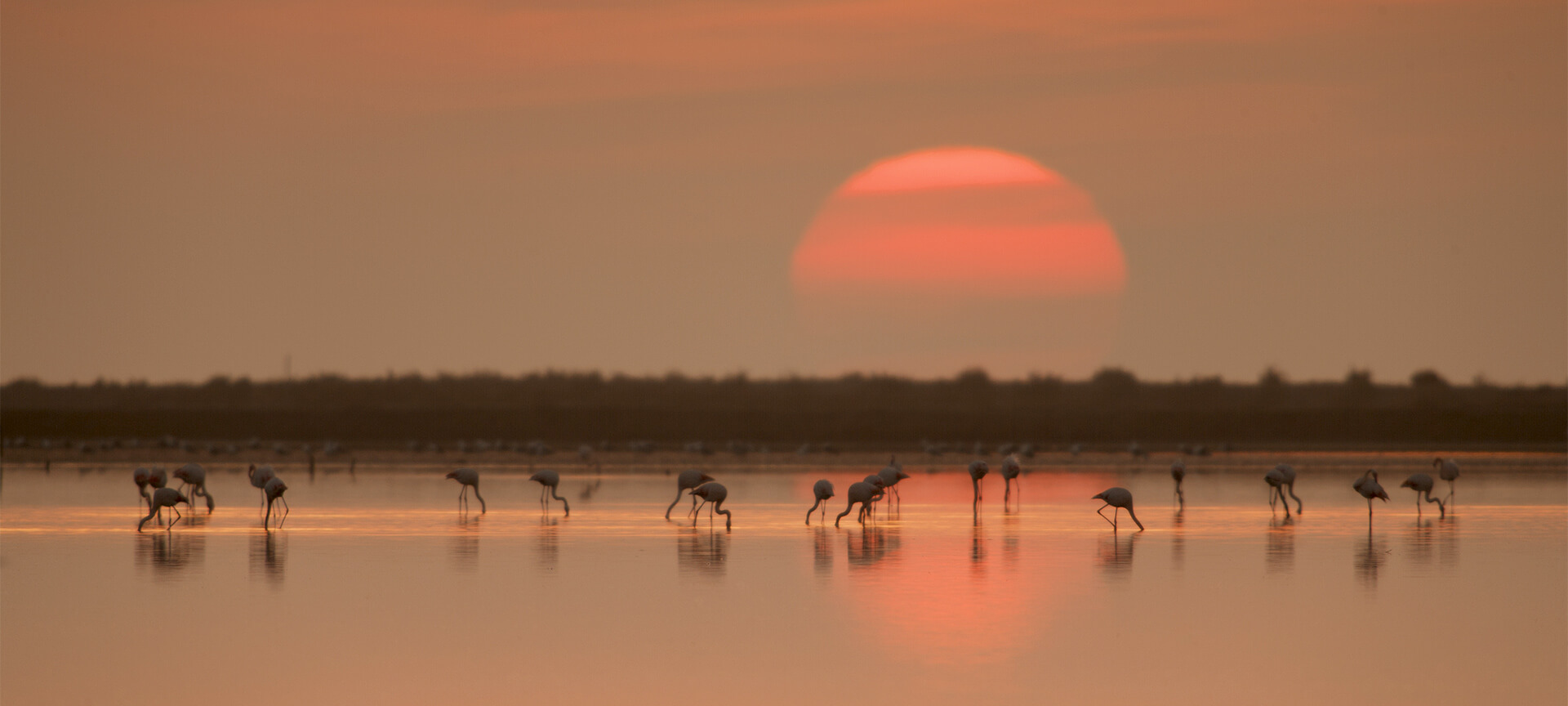 Flamingi w delcie rzeki Ebro Flamingi w delcie rzeki Ebro