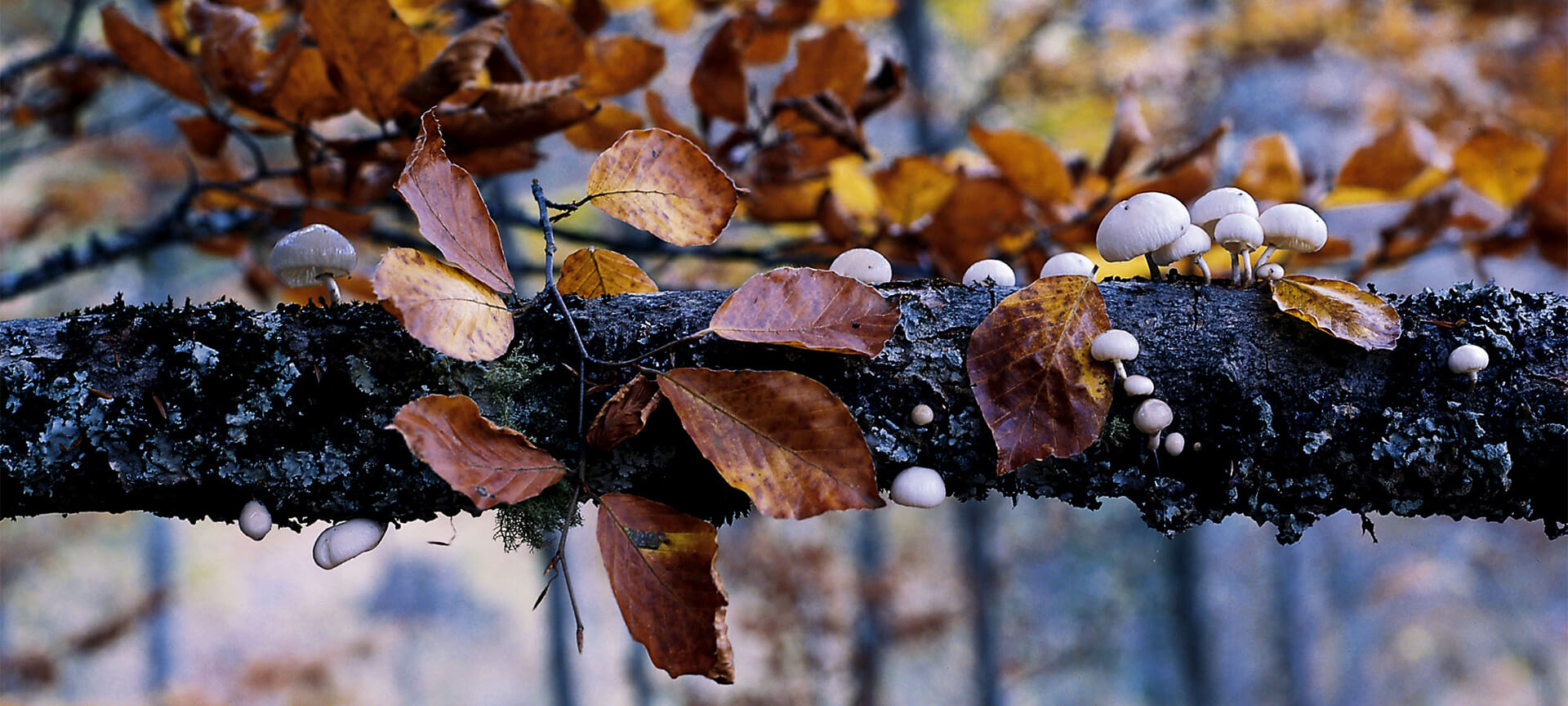 Detail of the Hayedo de Montejo beech forest Detail of the Hayedo de Montejo beech forest