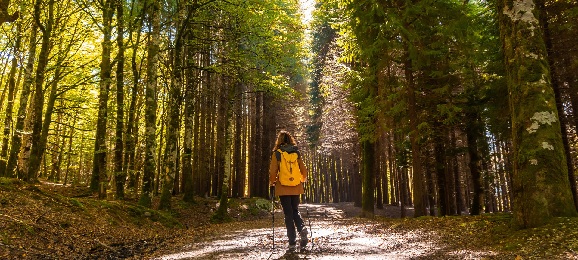 Irati Forest Irati Forest