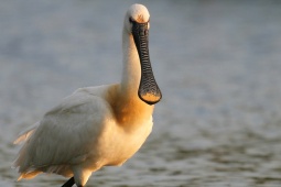 Uccello nella Riserva della Biosfera di Urdaibai