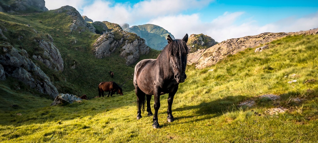 Horses in the Aiako Harria Natural Park in the Basque Country Horses in the Aiako Harria Natural Park in the Basque Country
