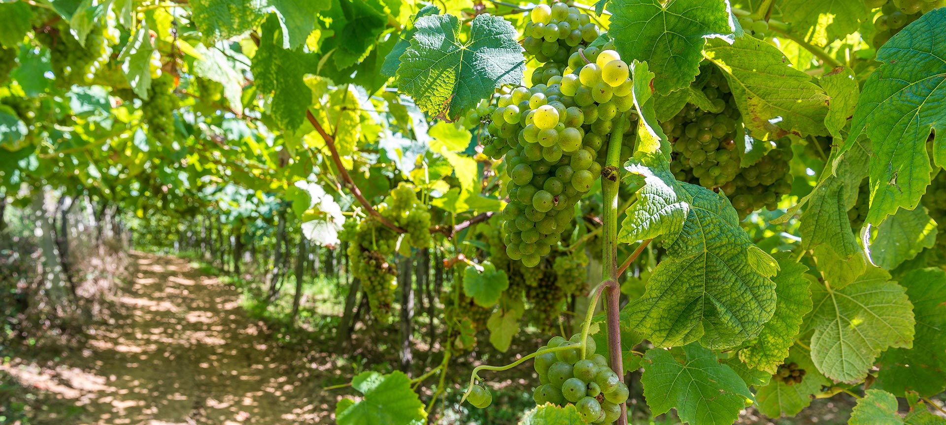 Uprawy winogron na txakoli w Getarii Uprawy winogron na txakoli w Getarii