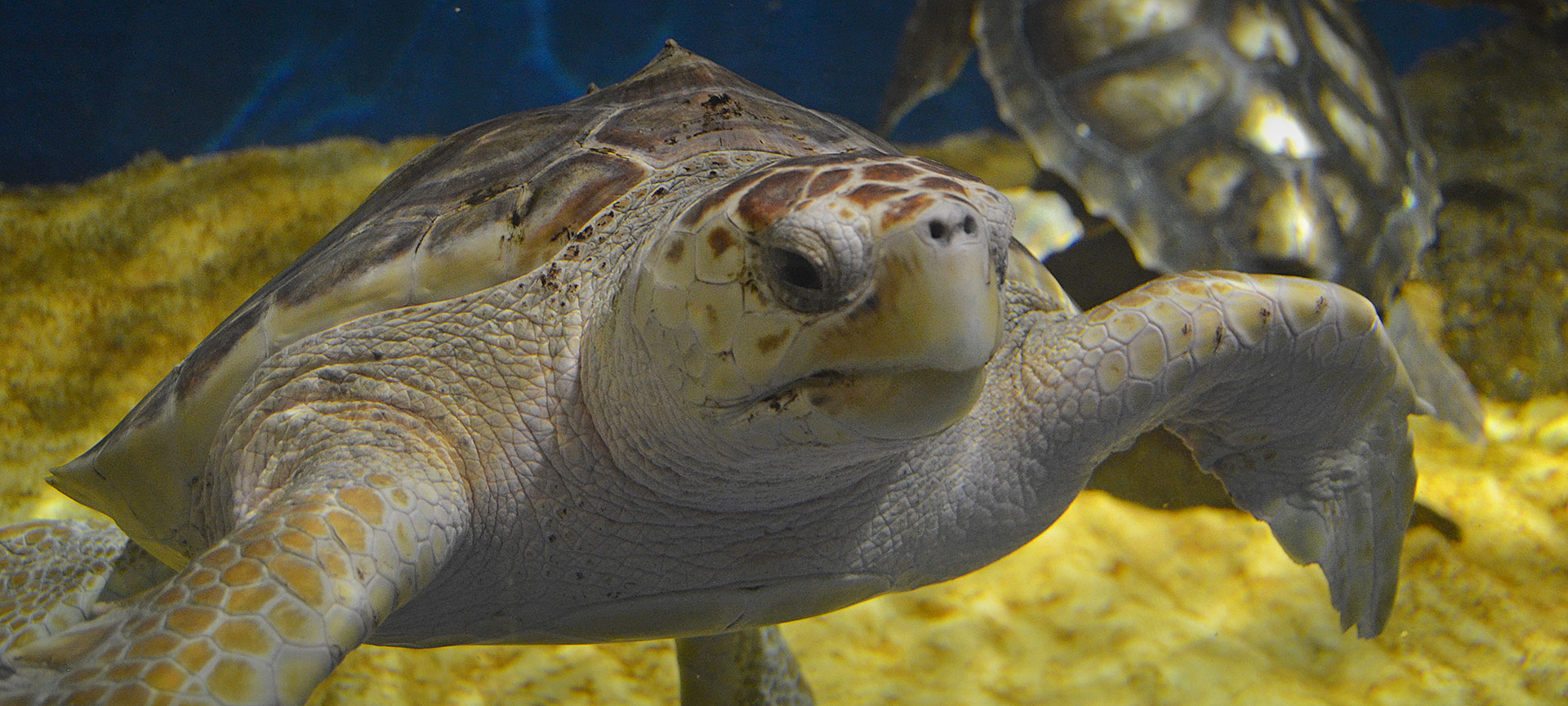 Acuario de Sevilla