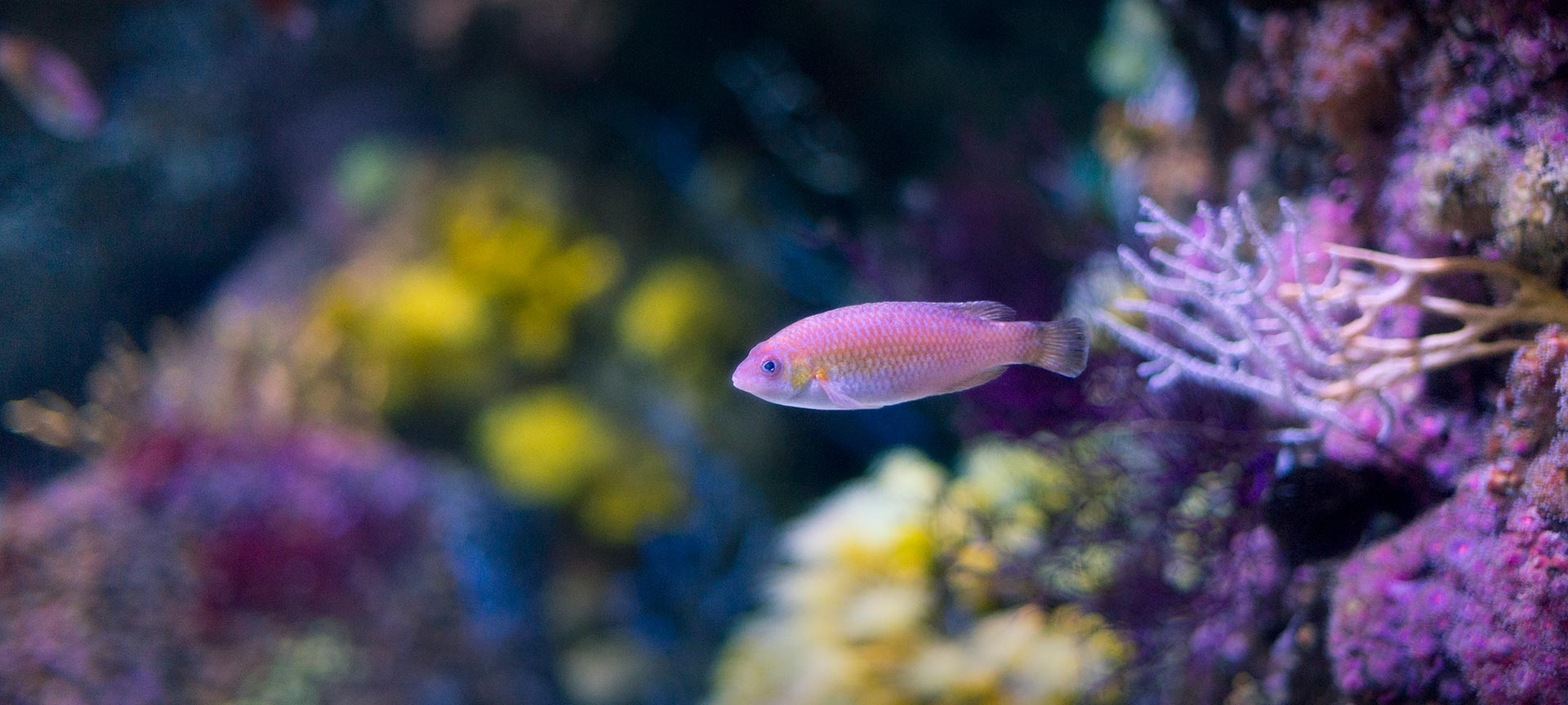 Pez en el acuario de GIjón