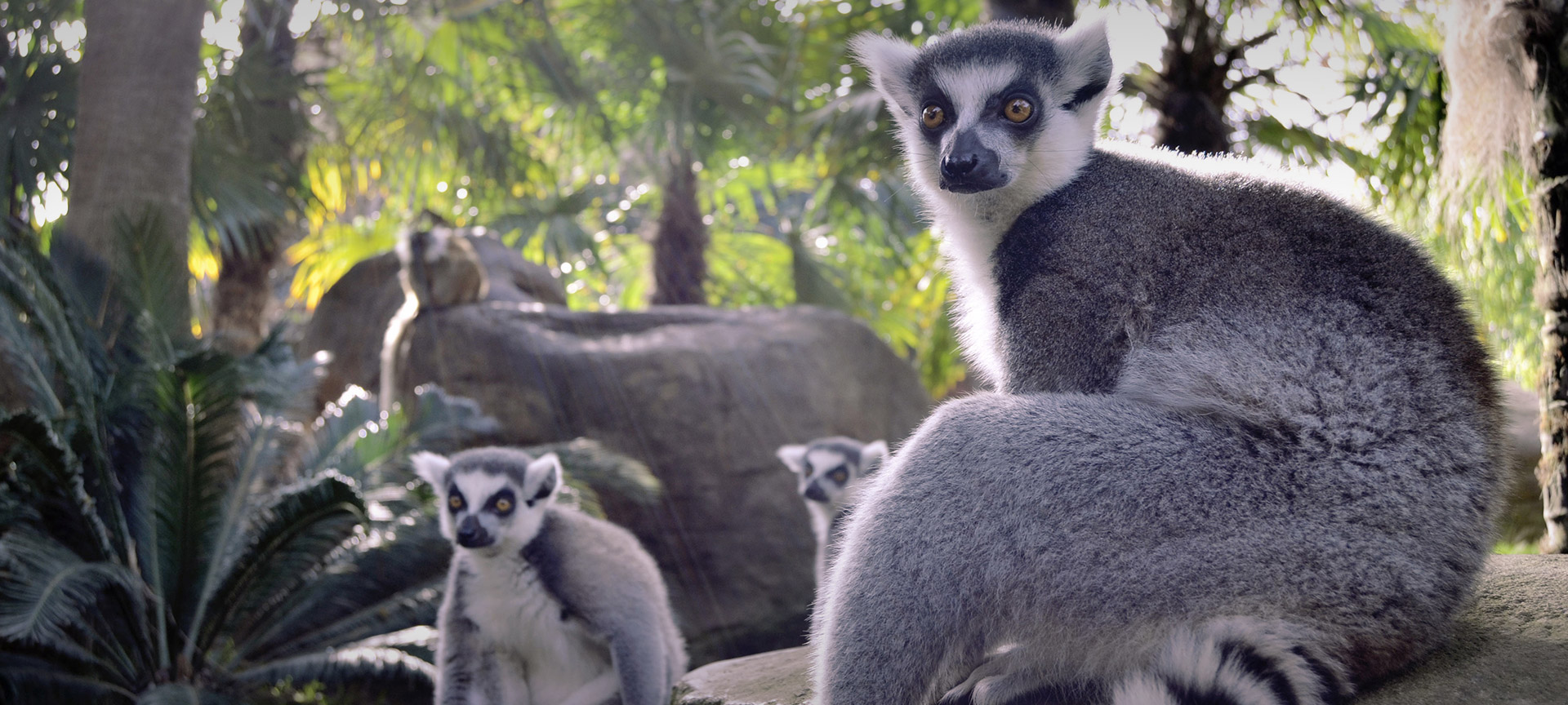 フエンヒローラ生物公園