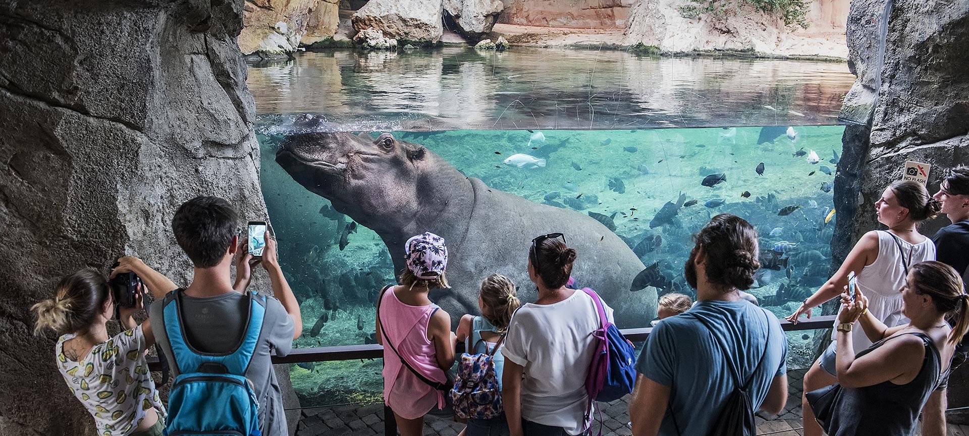 Hipopótamos na caverna de Kitum. Bioparc Valência