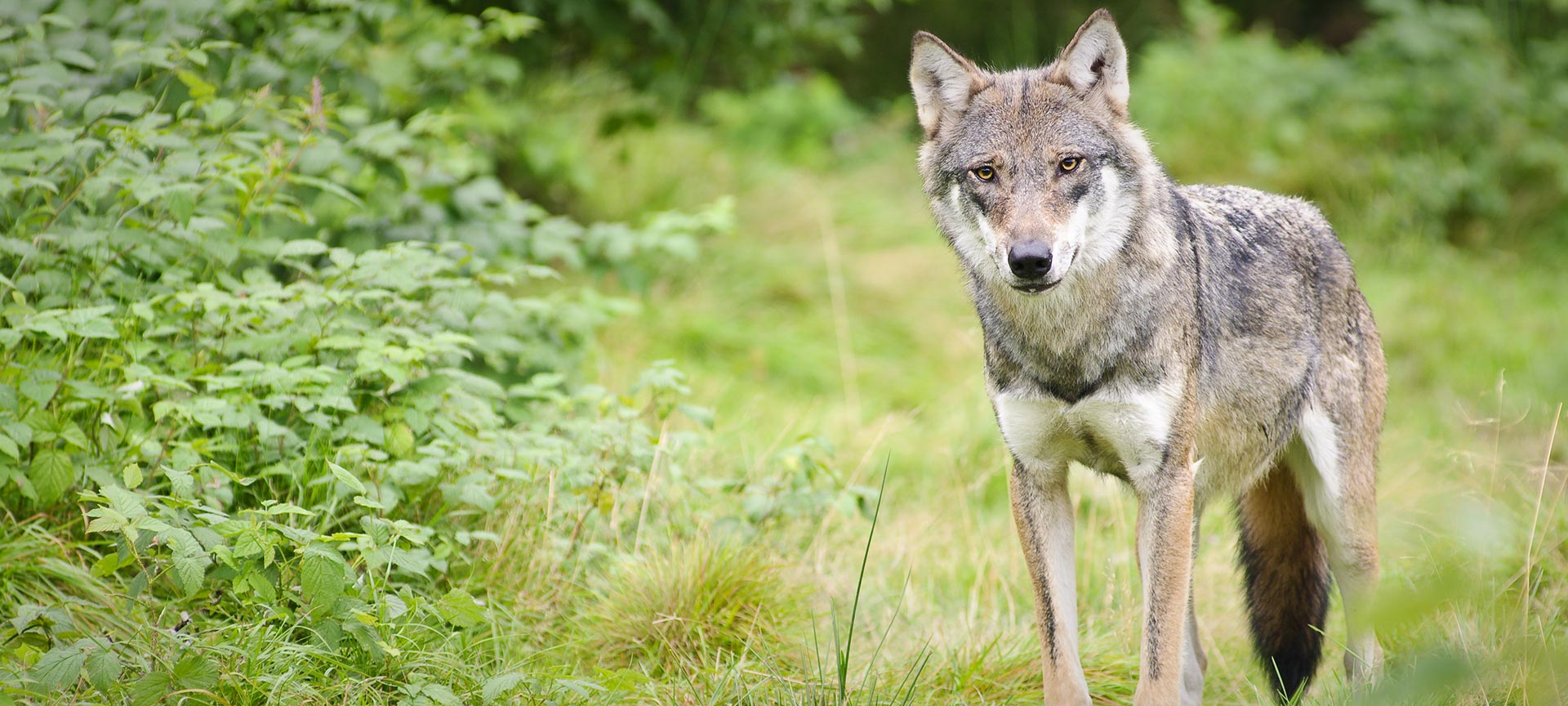 Lobo Lobo