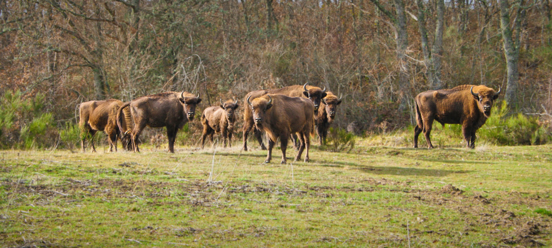 Bison Bonasus. Reserva y Centro de Interpretación del Bisonte Europeo Bison Bonasus. Reserva y Centro de Interpretación del Bisonte Europeo