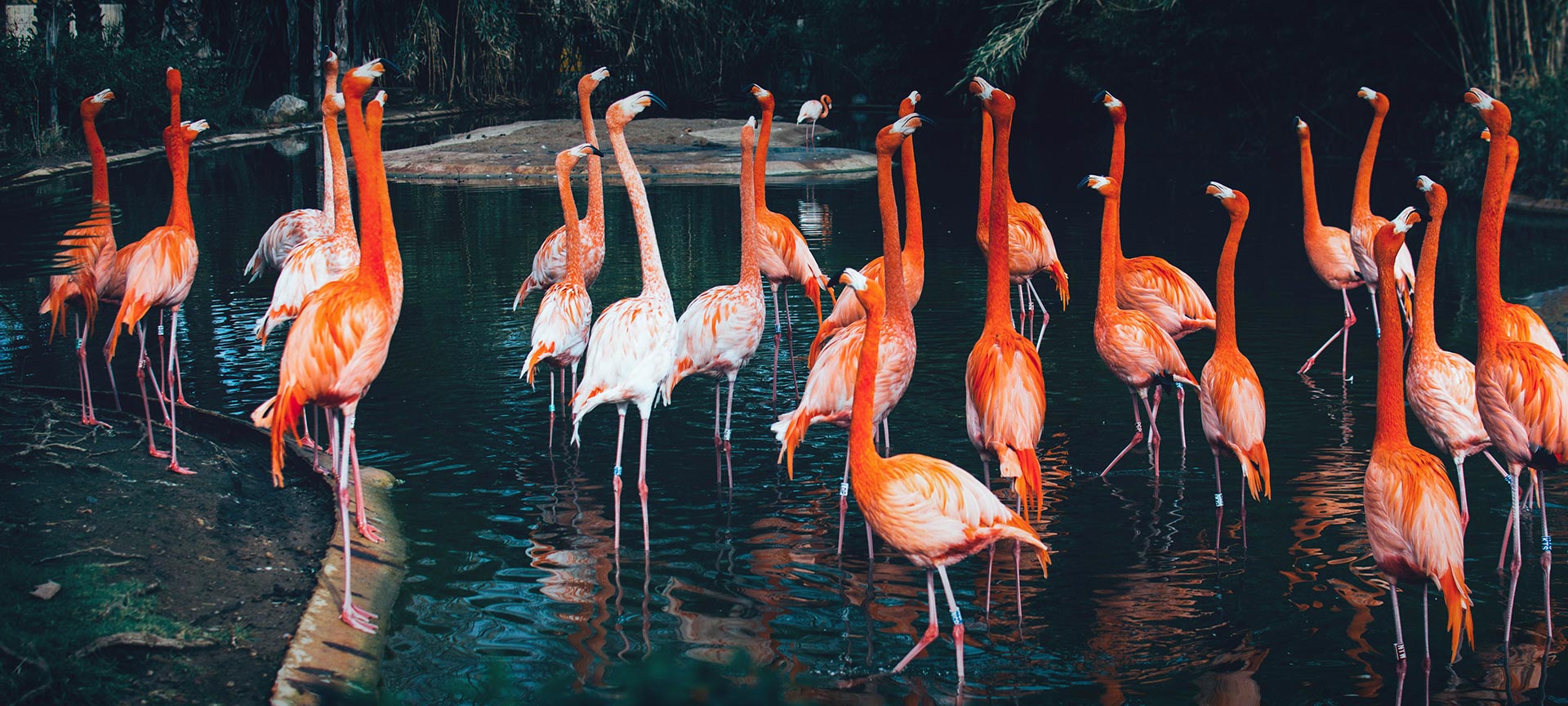 バルセロナ動物園