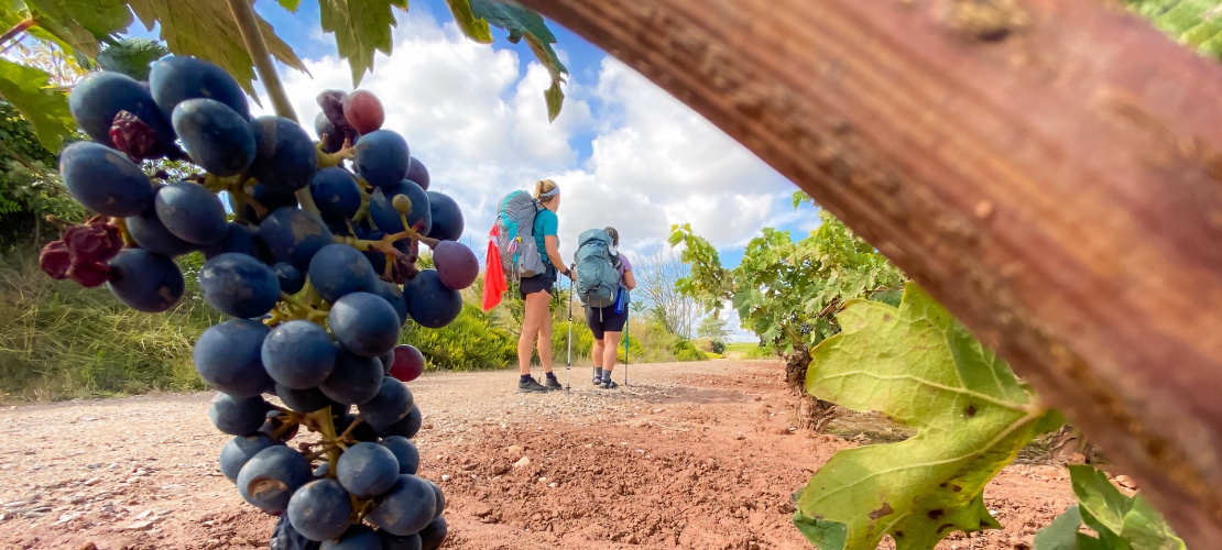 Group of pilgrims on St James Way in La Rioja Group of pilgrims on St James Way in La Rioja