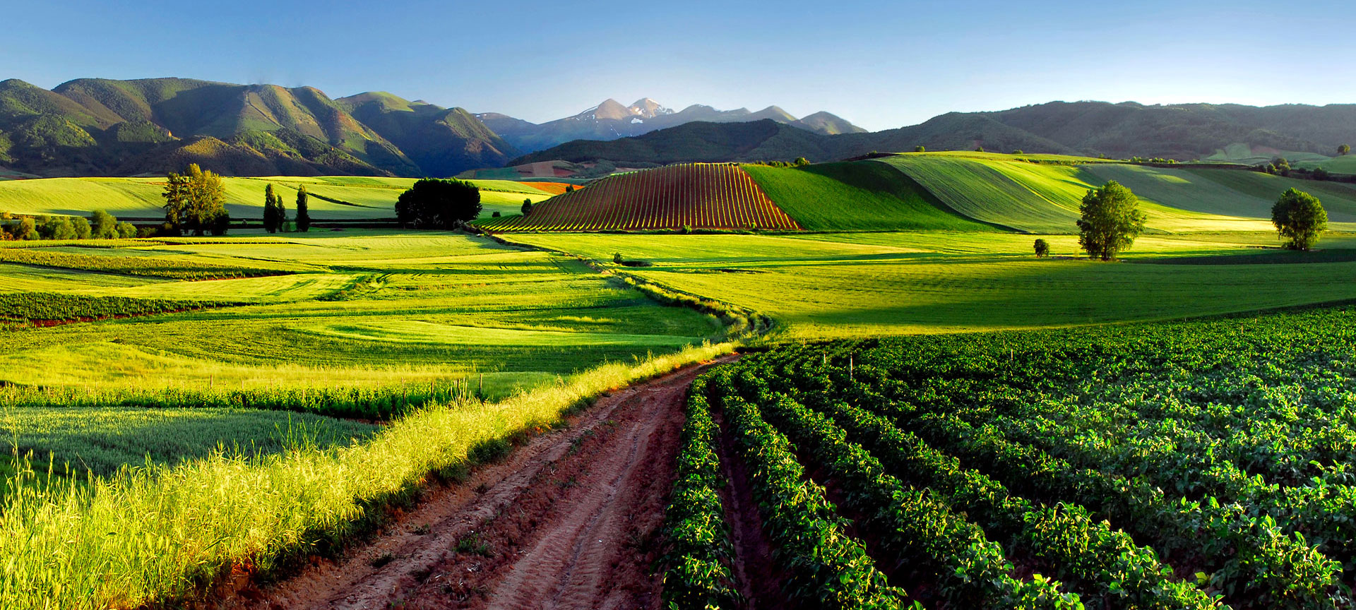 Vineyards in La Rioja. Vineyards in La Rioja.