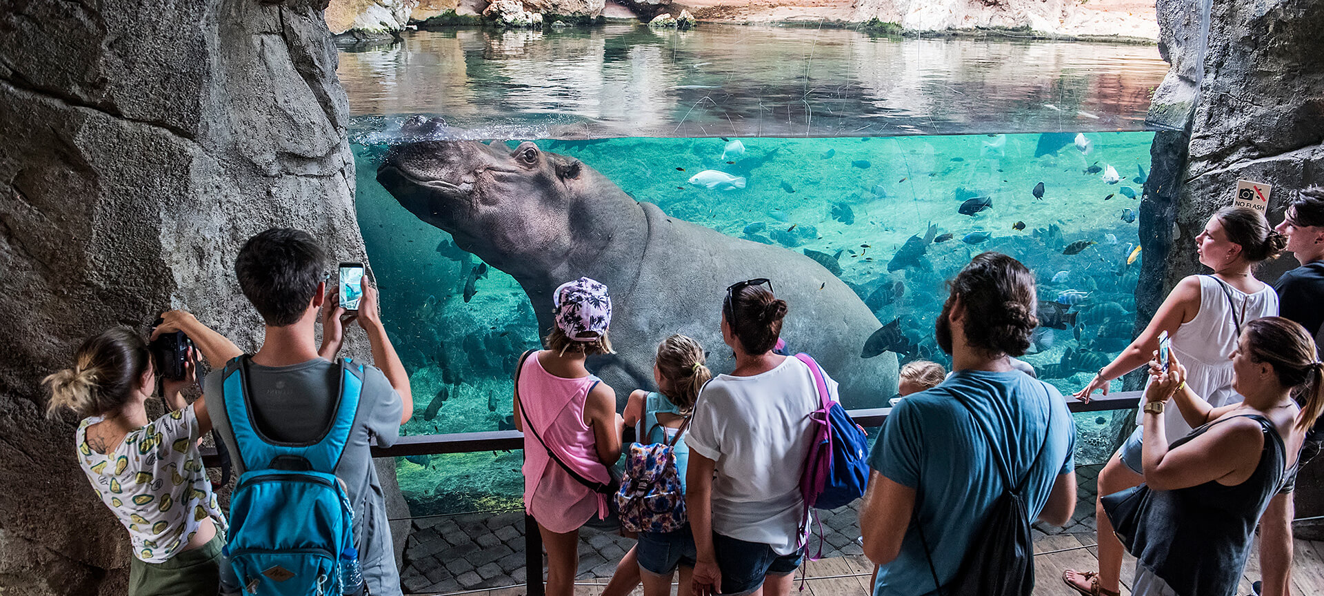 Hipopotamy w ogrodzie zoologicznym Bioparc w Walencji Hipopotamy w ogrodzie zoologicznym Bioparc w Walencji