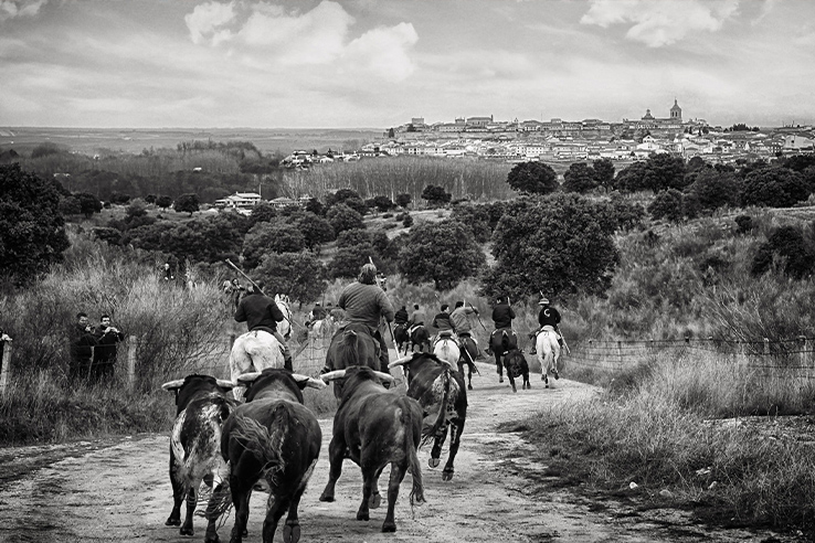 Lâcher de taureaux avec cheval lors du Carnaval del Toro de Ciudad Rodrigo (province de Salamanque, Castille-et-León) Lâcher de taureaux avec cheval lors du Carnaval del Toro de Ciudad Rodrigo (province de Salamanque, Castille-et-León)